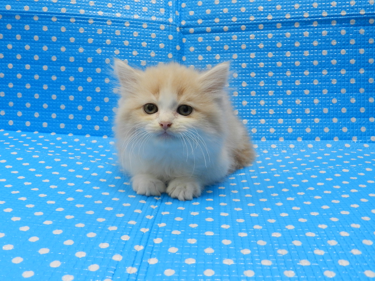 静岡県のラガマフィン (ペッツワン御殿場店/2025年11月17日生まれ/男の子/クリームタビーホワイト)の子猫