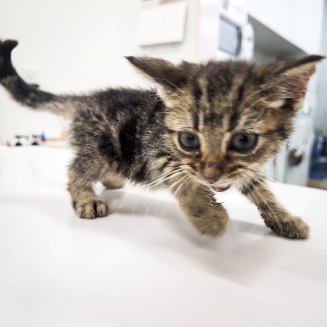 千葉県のアメリカンショートヘアー (ペッツワン八街店/2025年10月7日生まれ/女の子/ブラウンタビー)の子猫