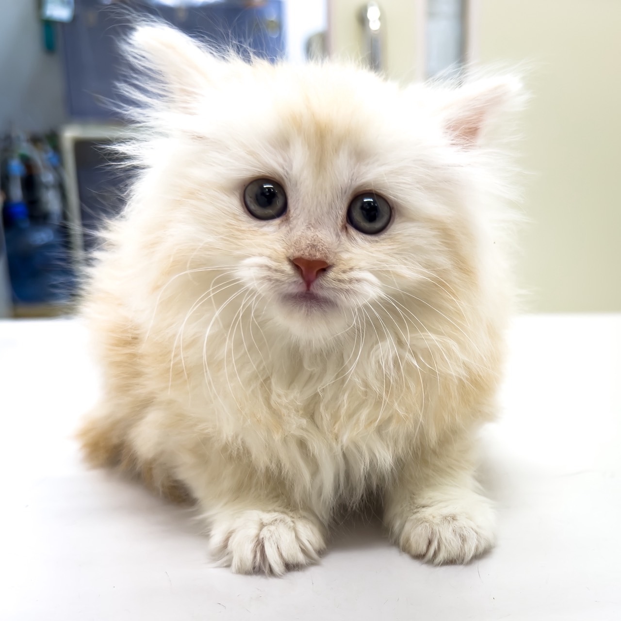 千葉県のマンチカン (ペッツワン八街店/2025年11月22日生まれ/女の子/クリームタビー)の子猫