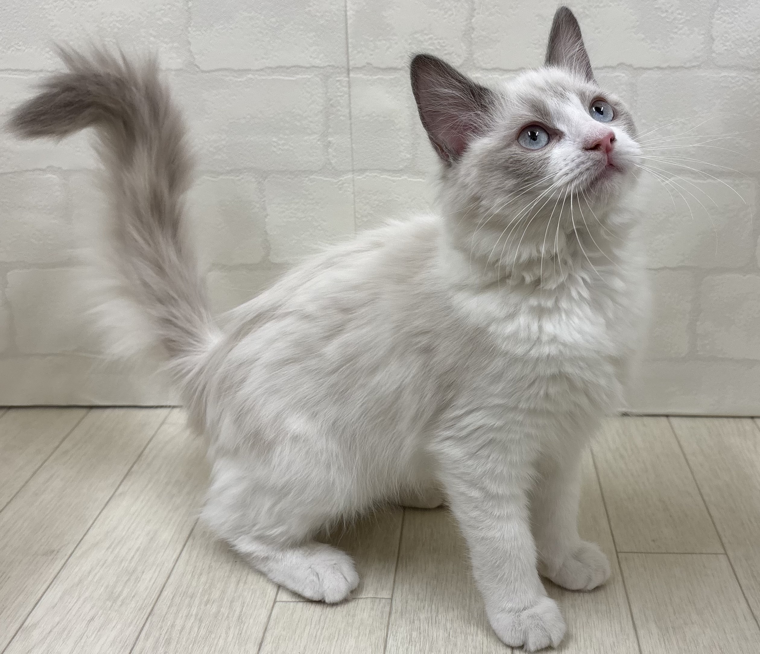 埼玉県のラグドール (ペッツワン大利根店/2025年10月3日生まれ/女の子/ブルーポイントバイカラー)の子猫の3枚目の画像