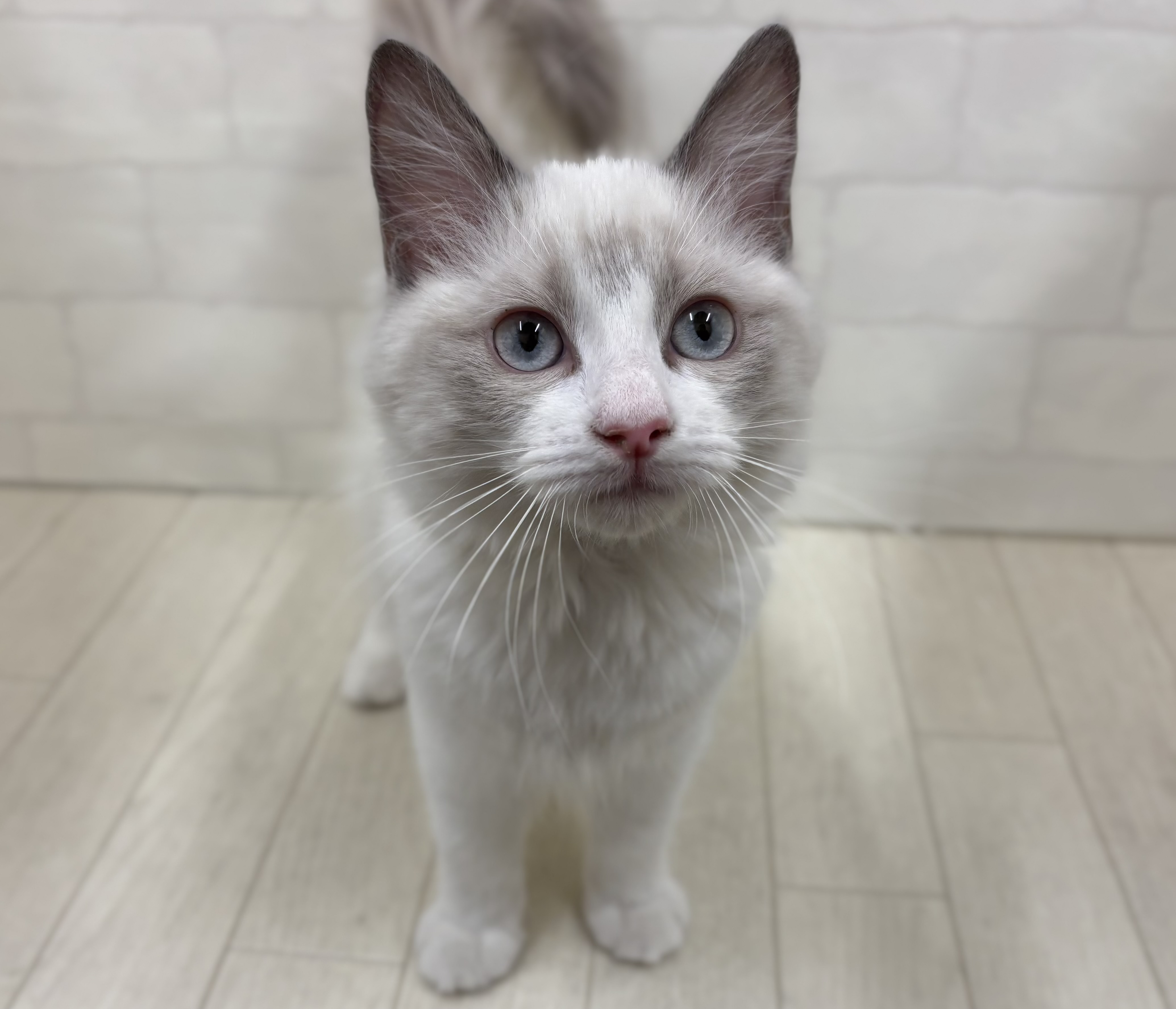 埼玉県のラグドール (ペッツワン大利根店/2025年10月3日生まれ/女の子/ブルーポイントバイカラー)の子猫の1枚目の画像