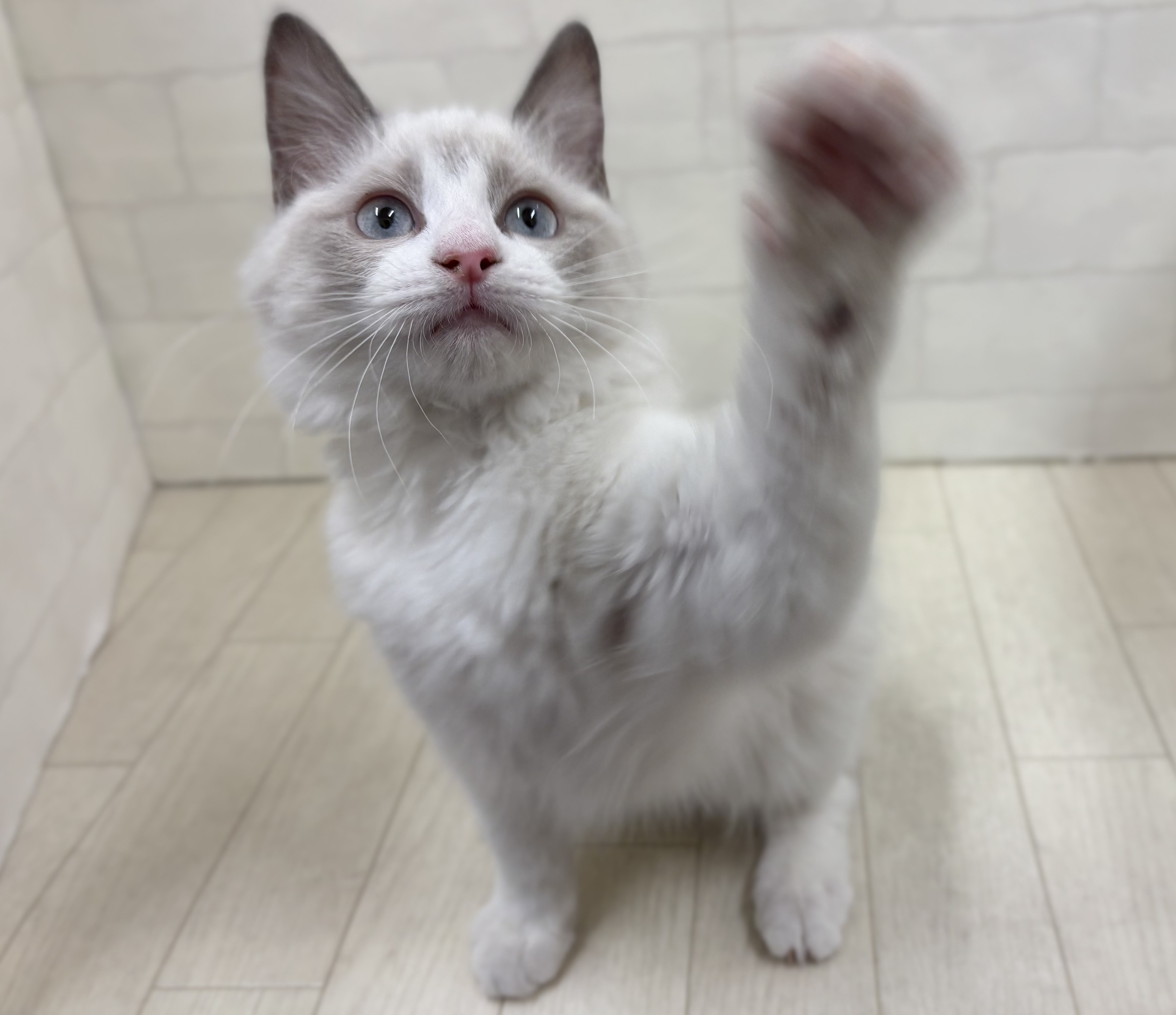 埼玉県のラグドール (ペッツワン大利根店/2025年10月3日生まれ/女の子/ブルーポイントバイカラー)の子猫の2枚目の画像