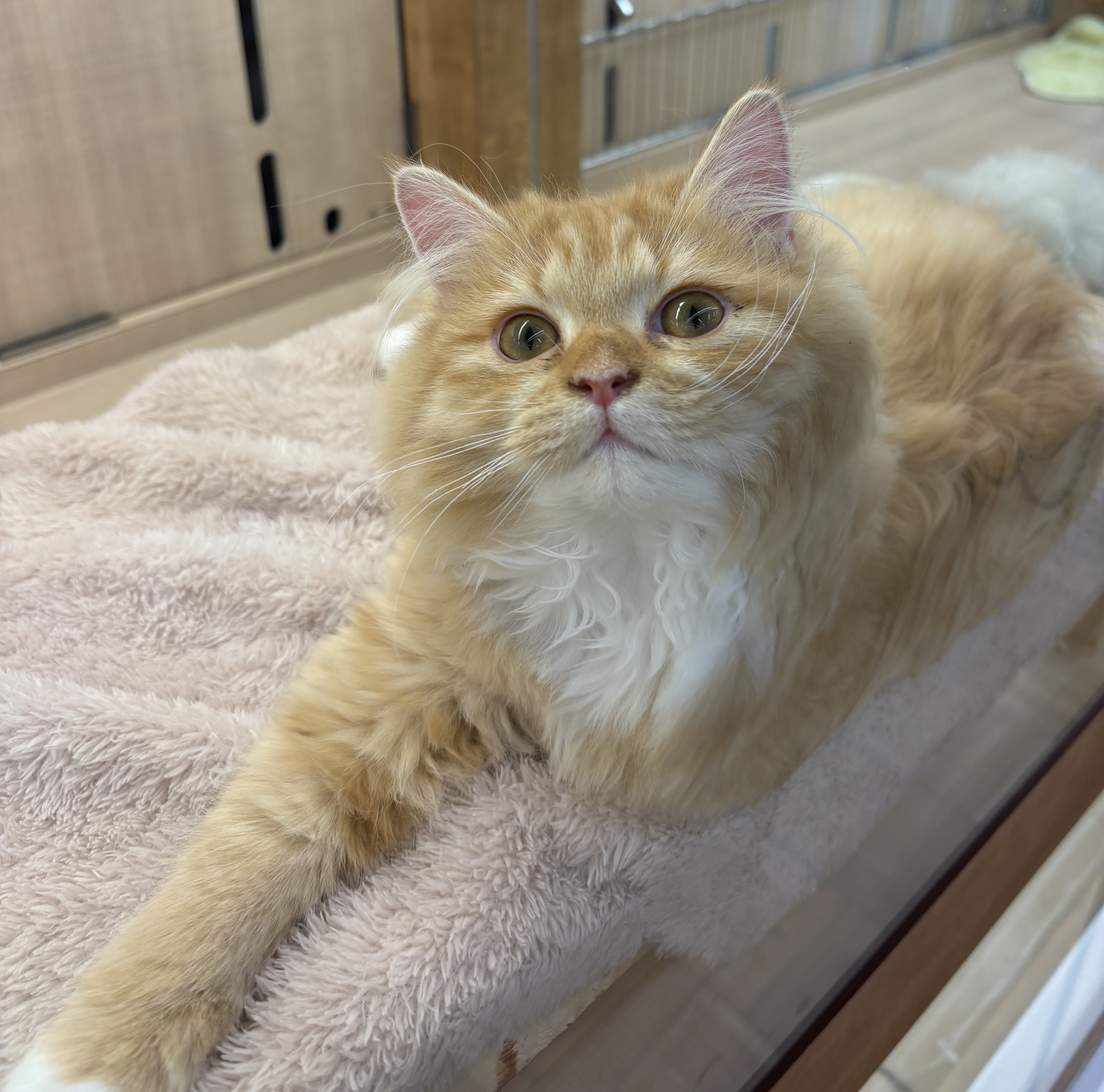 千葉県のミヌエット (ペッツワン佐倉店/2025年9月6日生まれ/男の子/レッドタビーホワイト)の子猫の2枚目の画像