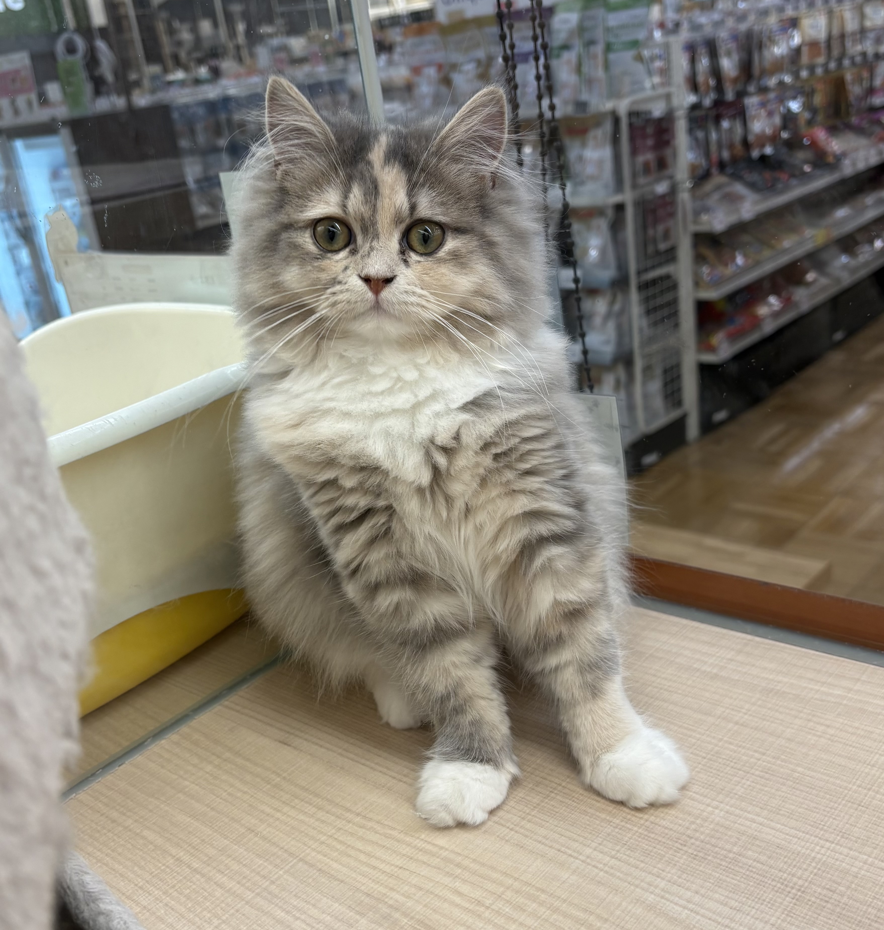 千葉県のミヌエット (ペッツワン佐倉店/2025年9月6日生まれ/女の子/シルバーパッチドタビーホワイト)の子猫の2枚目の画像