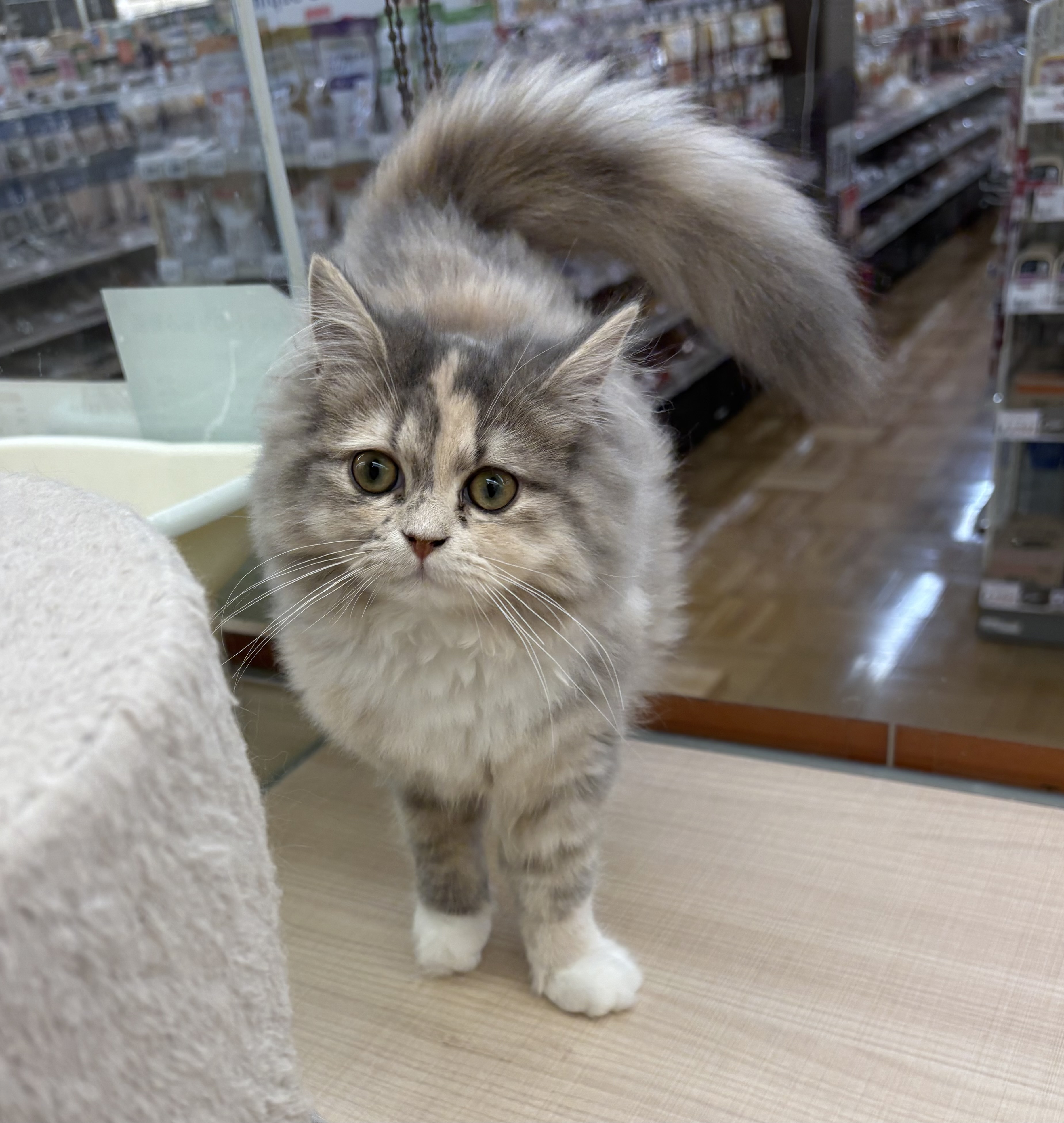 千葉県のミヌエット (ペッツワン佐倉店/2025年9月6日生まれ/女の子/シルバーパッチドタビーホワイト)の子猫の1枚目の画像