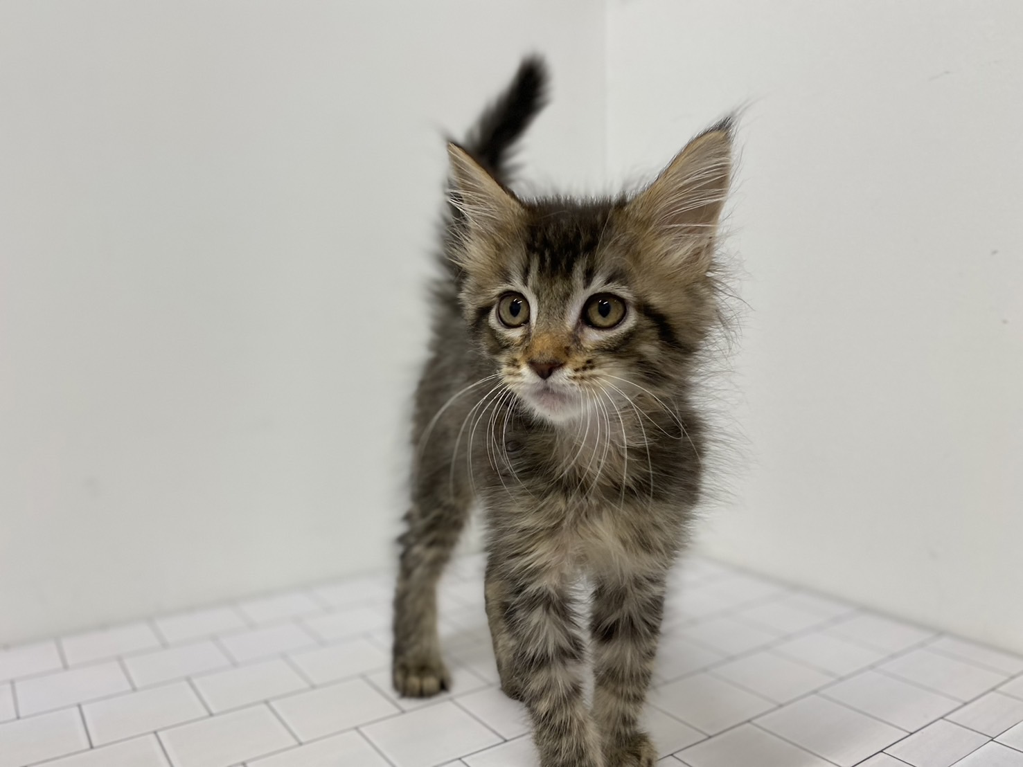 埼玉県のメインクーン (ペッツワン羽生店/2025年11月13日生まれ/男の子/ブラウン)の子猫の1枚目の画像