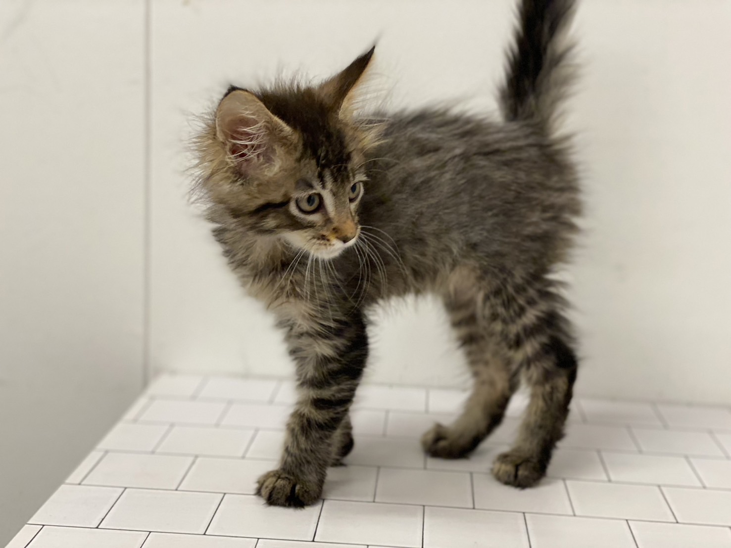 埼玉県のメインクーン (ペッツワン羽生店/2025年11月13日生まれ/男の子/ブラウン)の子猫の2枚目の画像