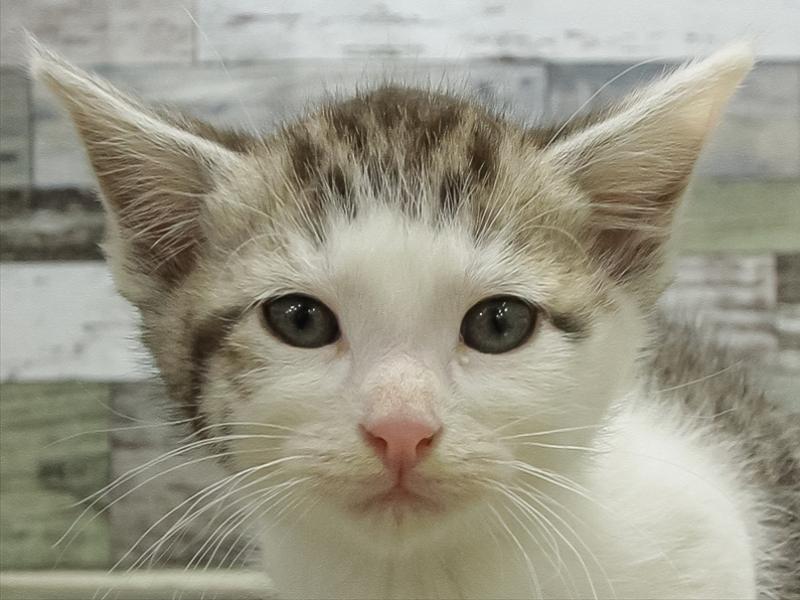 ミックス猫 - 明和店 | ペッツワン