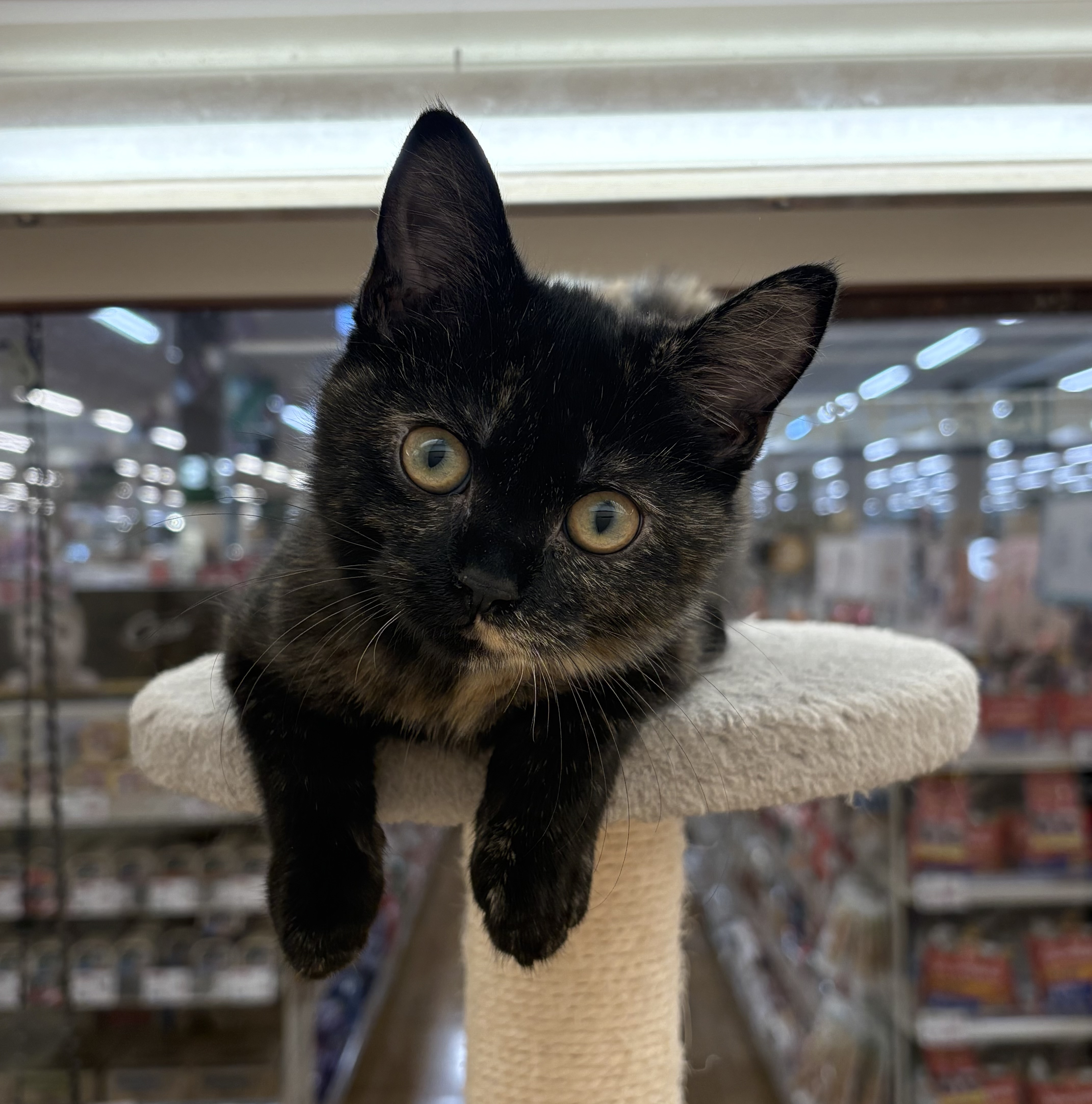 千葉県のスコティッシュストレート (ペッツワン佐倉店/2025年10月19日生まれ/女の子/トーティーシェル)の子猫