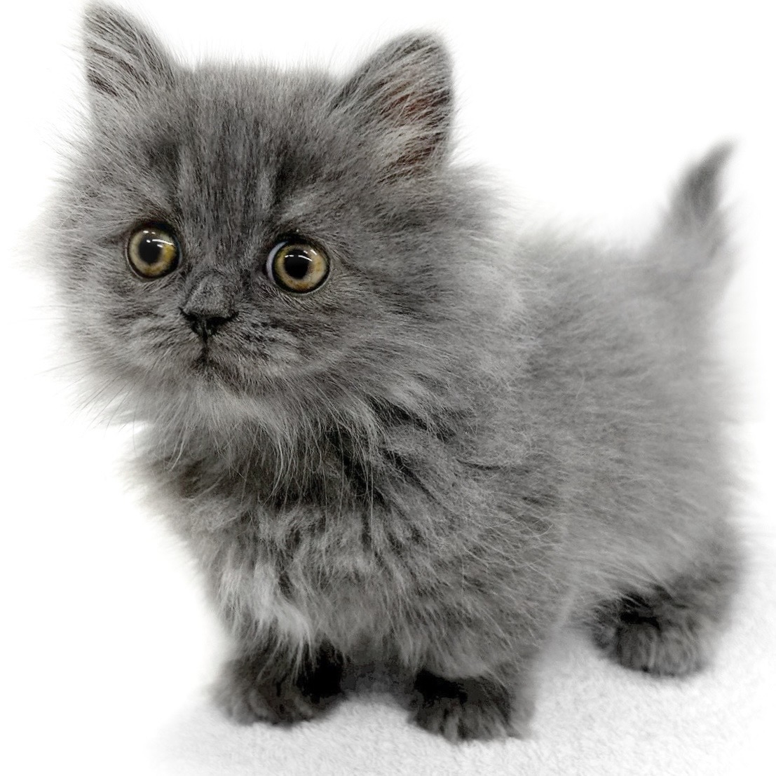 神奈川県のマンチカン (ペッツワン城山店/2025年11月26日生まれ/男の子/ブルータビー)の子猫