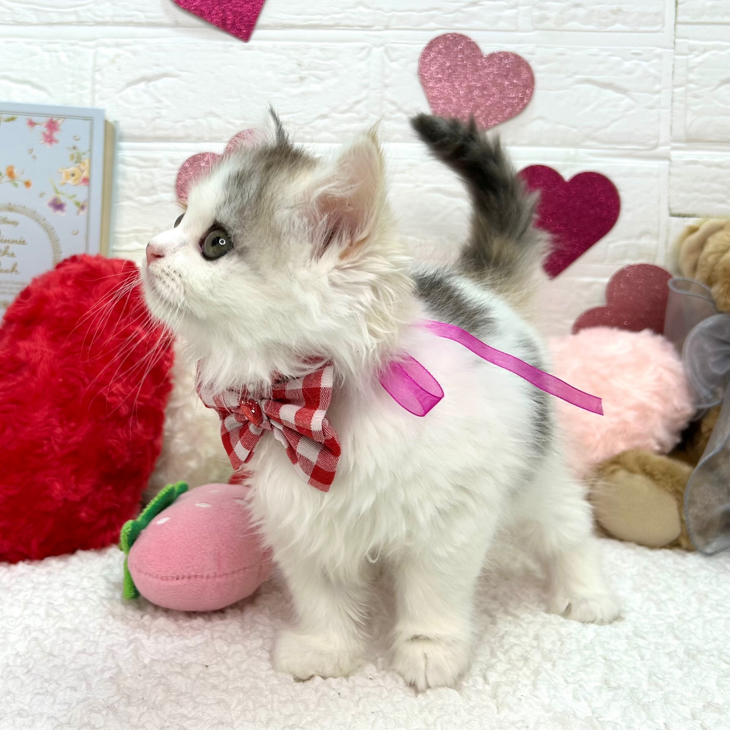 大阪府のスコティッシュフォールド (ペッツワン東大阪店/2025年12月4日生まれ/女の子/シルバーパッチドタビーホワイト)の子猫の3枚目の画像