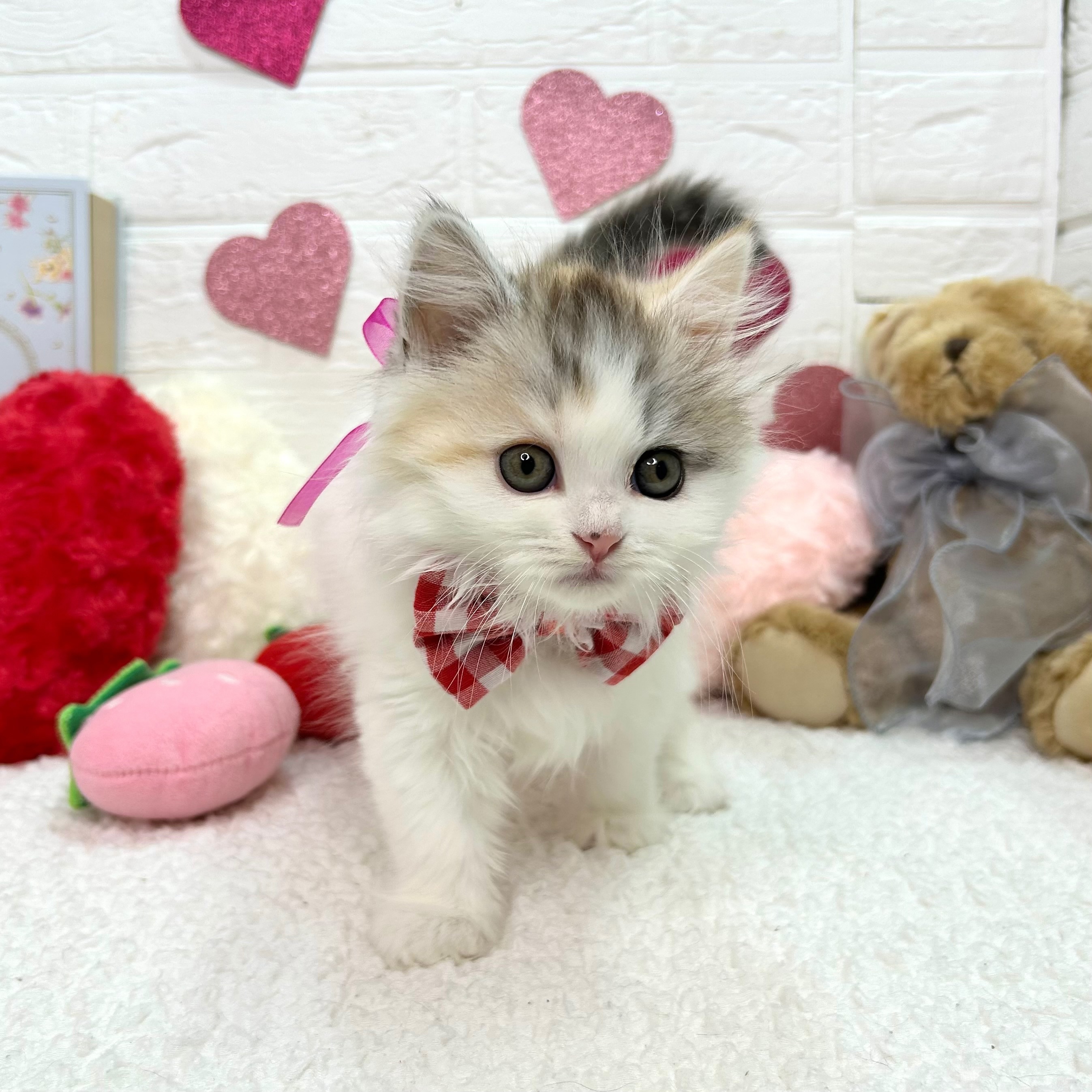 大阪府のスコティッシュフォールド (ペッツワン東大阪店/2025年12月4日生まれ/女の子/シルバーパッチドタビーホワイト)の子猫の2枚目の画像