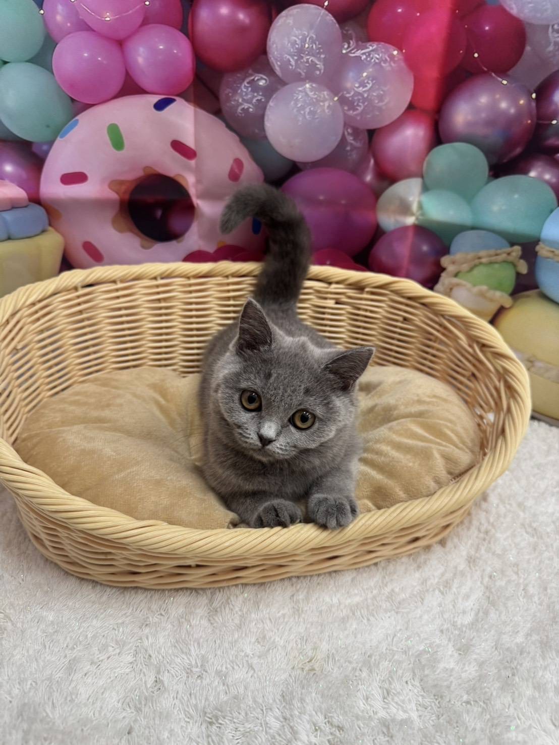 岡山県のブリティッシュショートヘアー (ペッツワンFC津山店/2025年9月29日生まれ/女の子/ブルー)の子猫