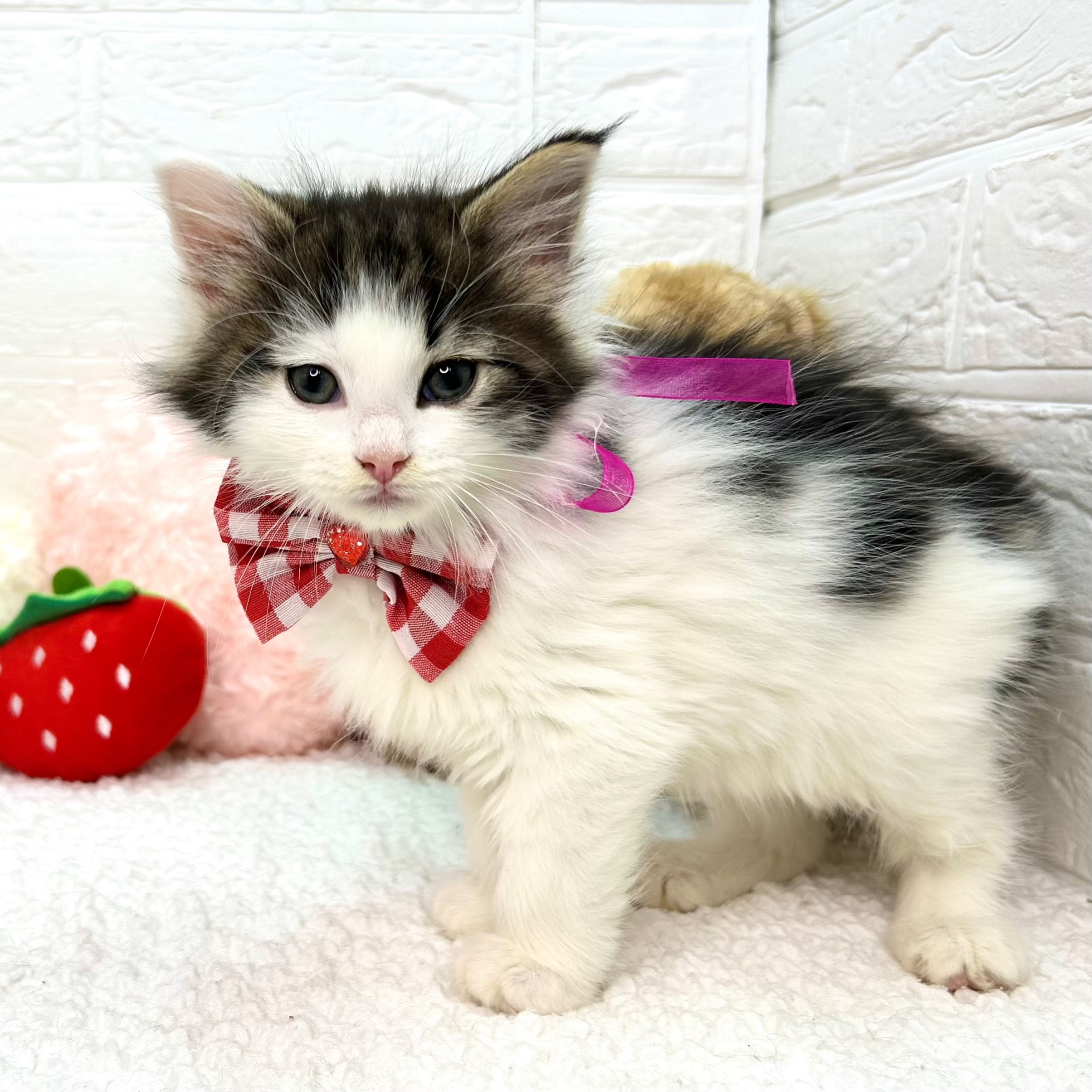 大阪府のノルウェージャンフォレストキャット (ペッツワン東大阪店/2025年12月4日生まれ/女の子/ブラウンタビーホワイト)の子猫の3枚目の画像