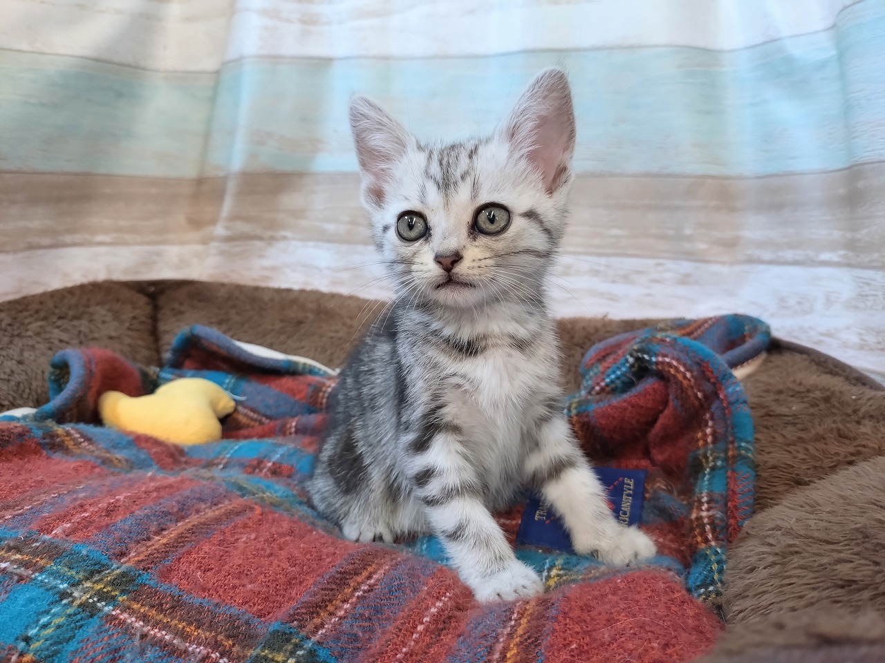 群馬県のアメリカンショートヘアー (ペッツワン青柳店/2025年12月1日生まれ/女の子/シルバータビー)の子猫の2枚目の画像