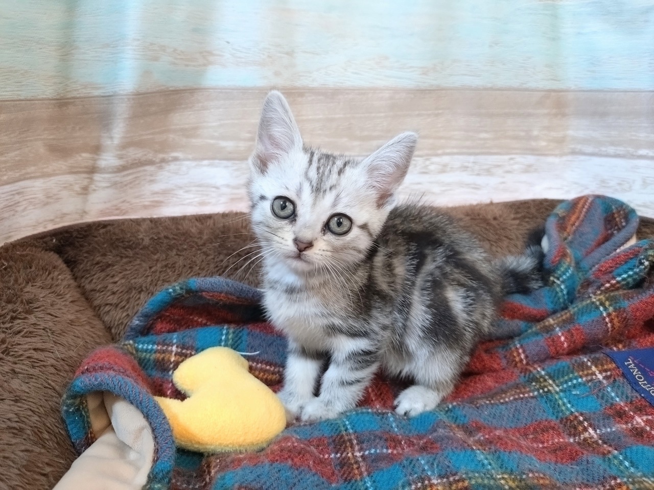 群馬県のアメリカンショートヘアー (ペッツワン青柳店/2025年12月1日生まれ/女の子/シルバータビー)の子猫の1枚目の画像