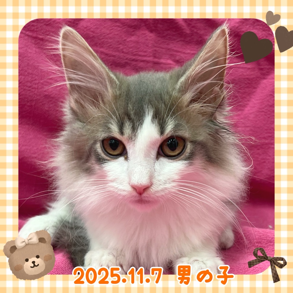 ネコ - りんかんモール店 | ペッツワン