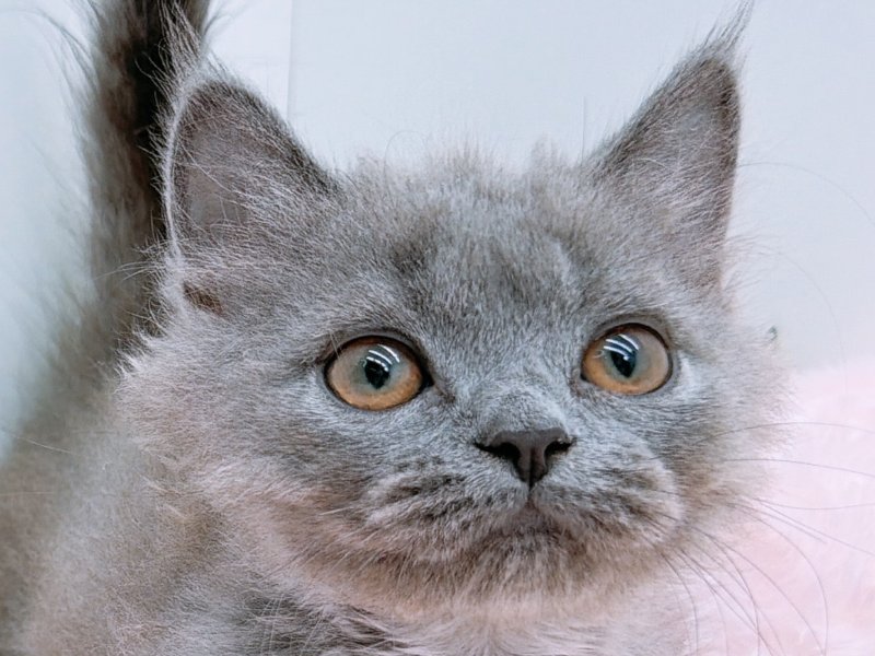 愛知県のマンチカン (ペッツワン小牧店/2025年11月21日生まれ/男の子/ブルー)の子猫