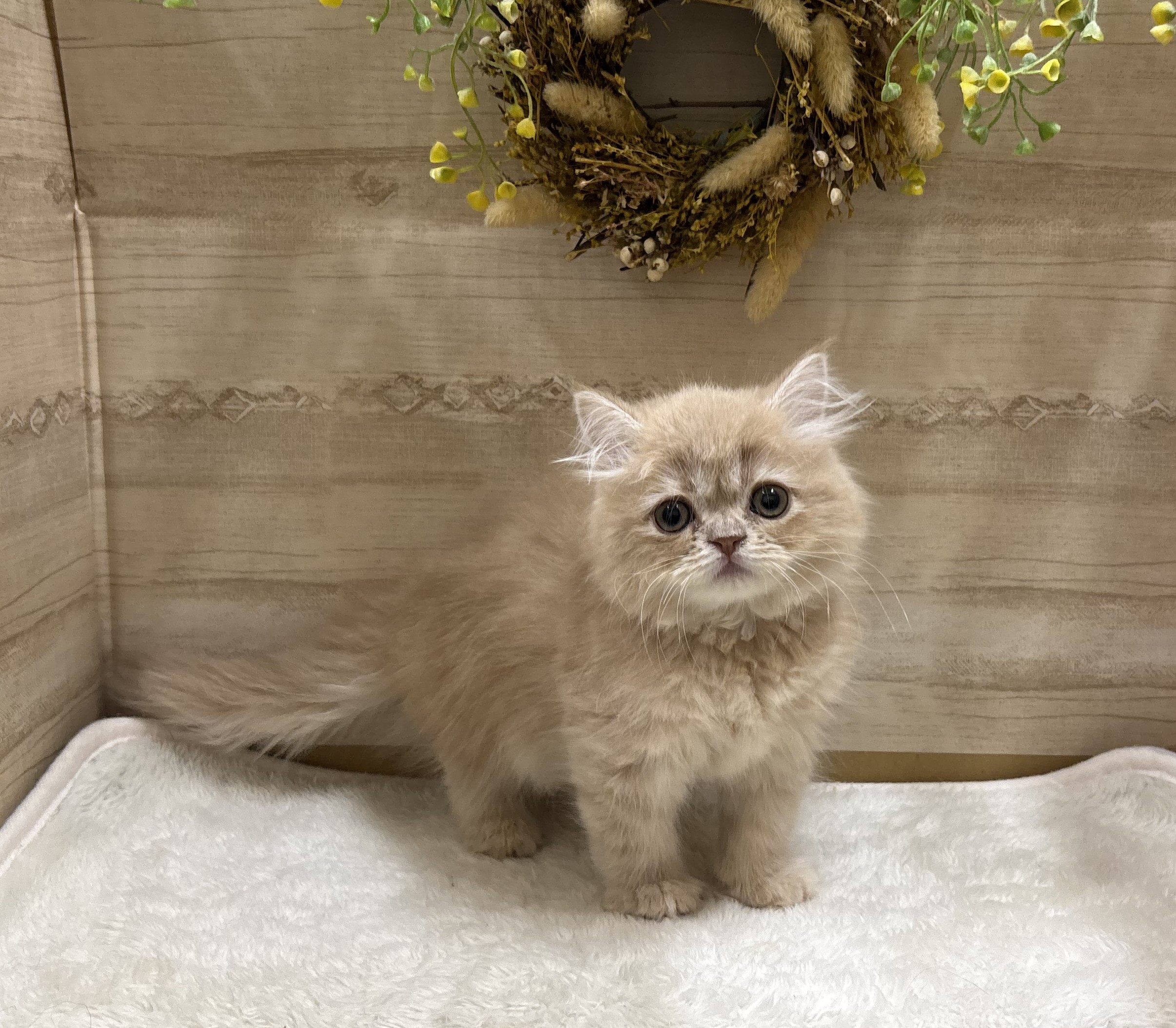 三重県のミヌエット (ペッツワンみえ川越インター店/2025年12月2日生まれ/女の子/クリームタビー)の子猫