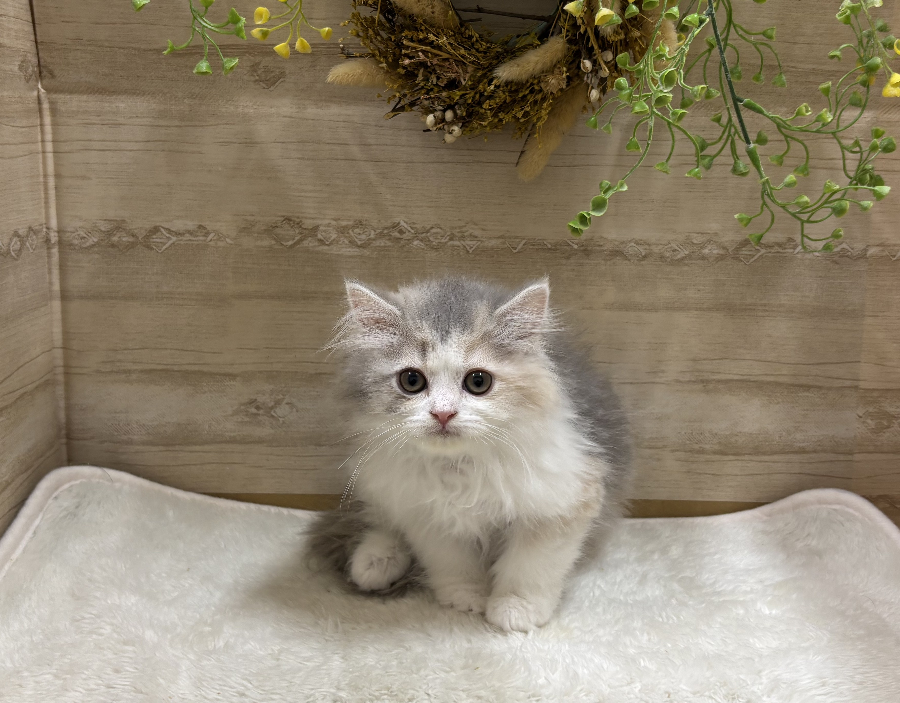 三重県のミヌエット (ペッツワンみえ川越インター店/2025年12月4日生まれ/女の子/ダイリュートキャリコ)の子猫