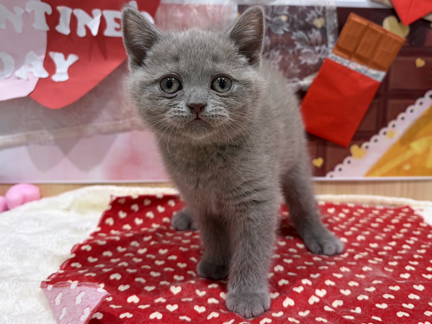 福島県のブリティッシュショートヘアー (ペッツワン会津若松店/2025年12月5日生まれ/女の子/ライラック)の子猫