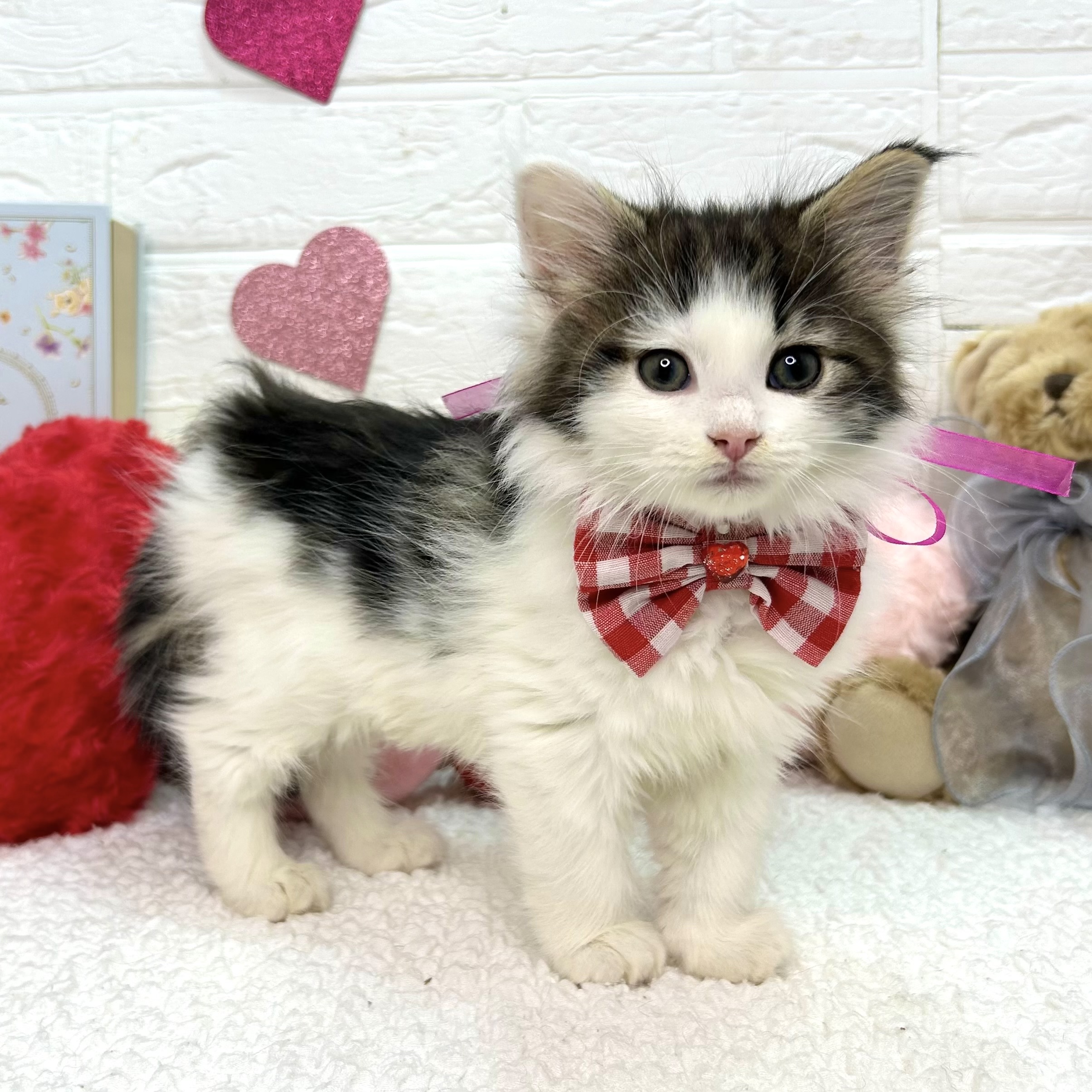 大阪府のノルウェージャンフォレストキャット (ペッツワン東大阪店/2025年12月4日生まれ/女の子/ブラウンタビーホワイト)の子猫の2枚目の画像