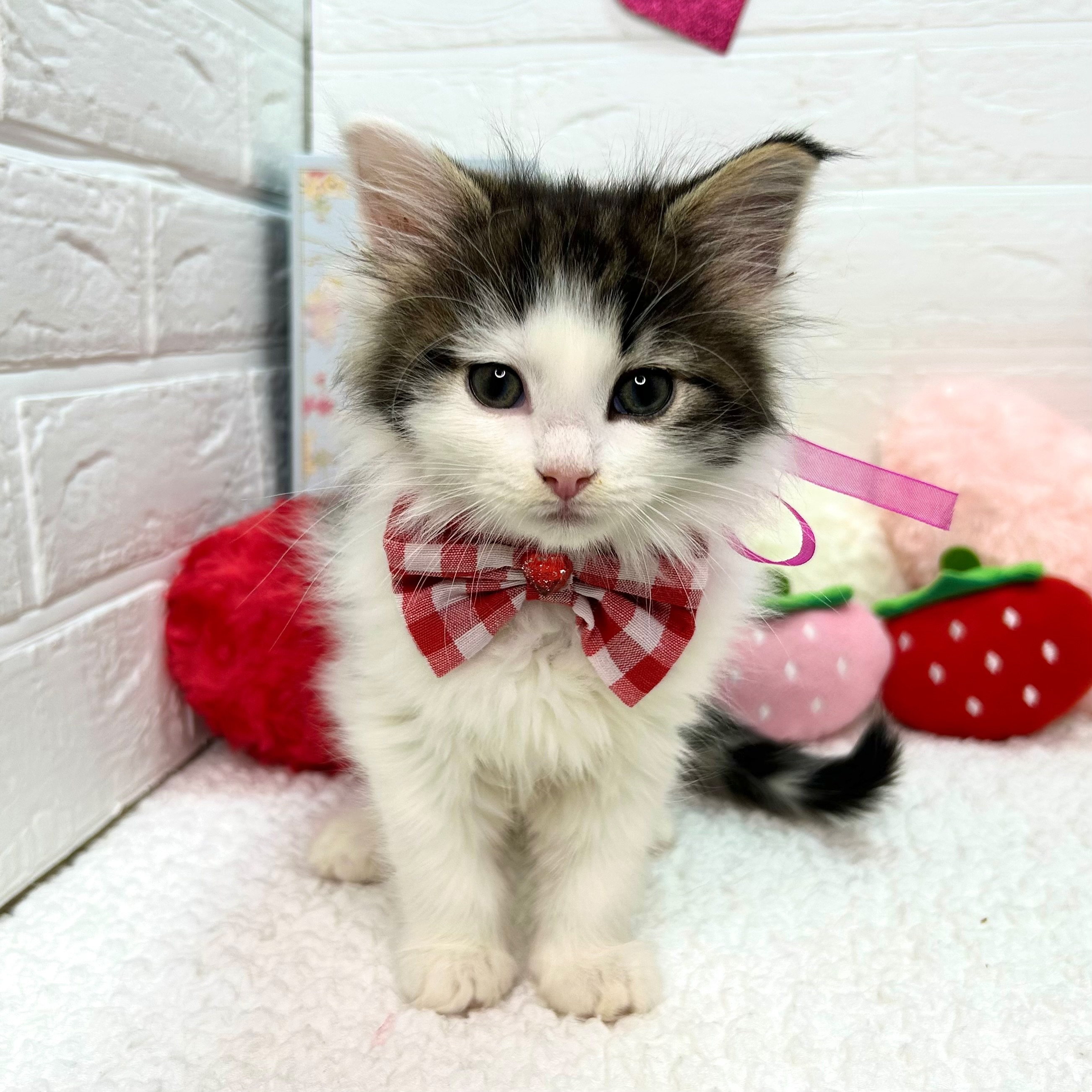 大阪府のノルウェージャンフォレストキャット (ペッツワン東大阪店/2025年12月4日生まれ/女の子/ブラウンタビーホワイト)の子猫の1枚目の画像