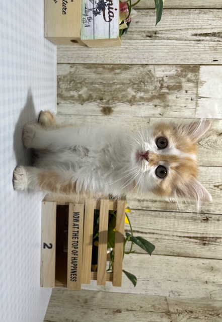 静岡県のマンチカン (ペッツワン浜松都田テクノ店/2025年11月27日生まれ/女の子/レッドタビーホワイト)の子猫