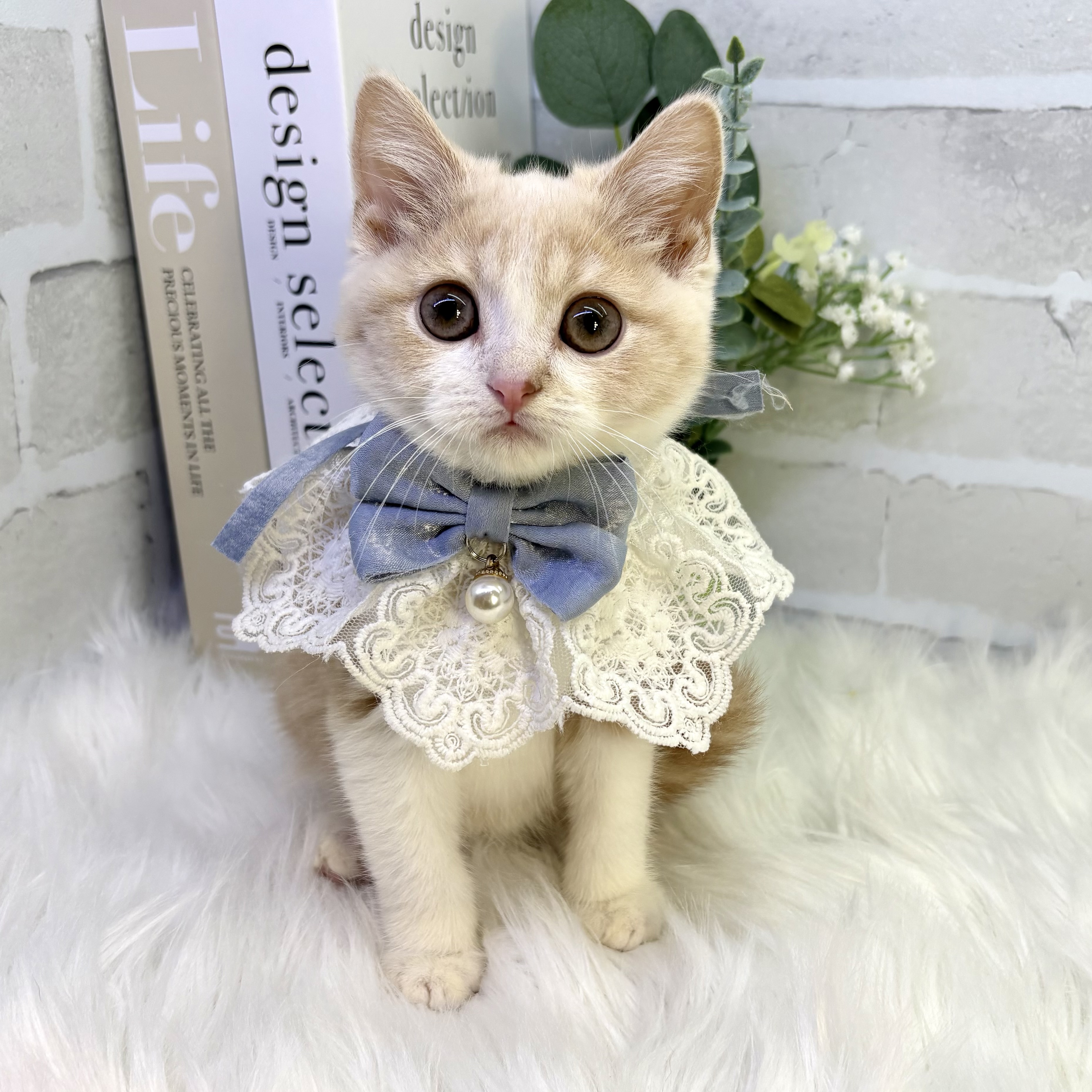 大阪府のスコティッシュフォールド (ペッツワン高槻店/2025年11月26日生まれ/男の子/クリームタビーホワイト)の子猫の1枚目の画像