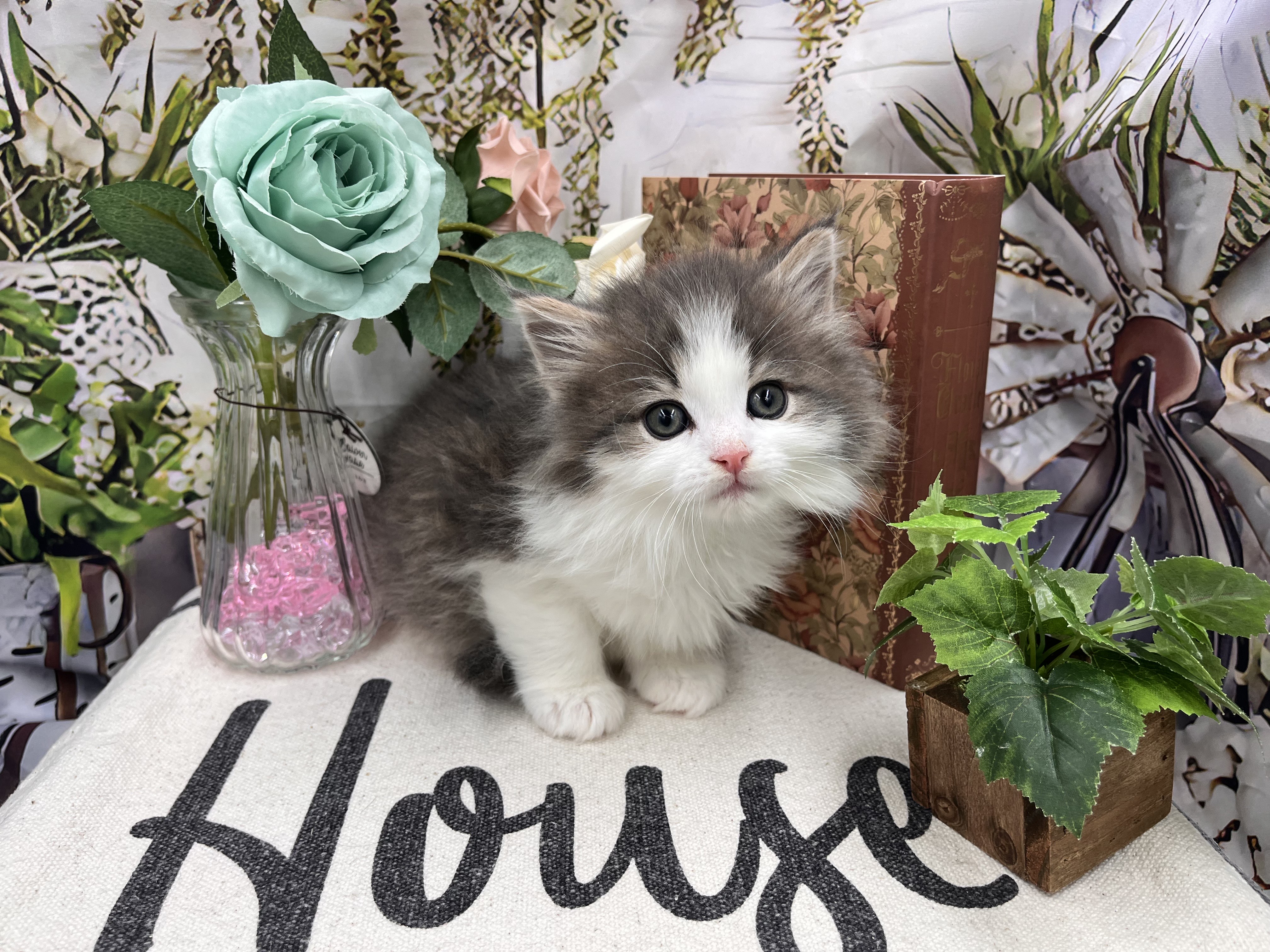 群馬県のノルウェージャンフォレストキャット (ペッツワン前橋小島田店/2025年12月7日生まれ/男の子/ブルー)の子猫