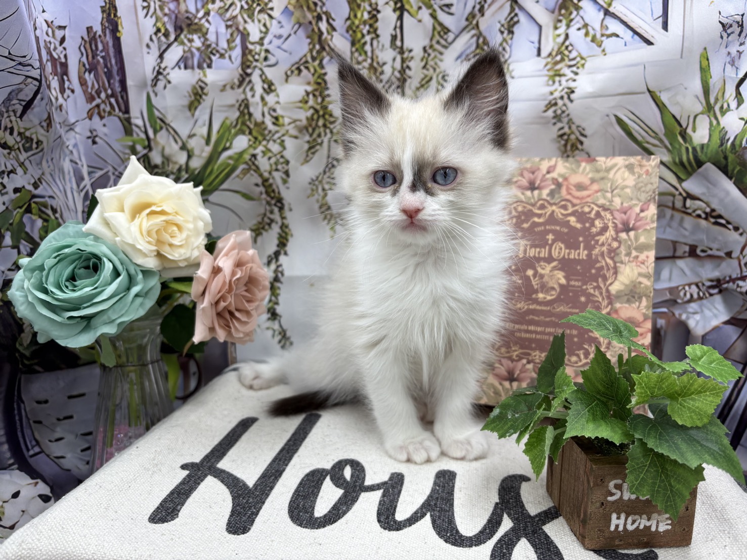 群馬県のラグドール (ペッツワン前橋小島田店/2025年11月5日生まれ/女の子/シールポイントバイカラー)の子猫