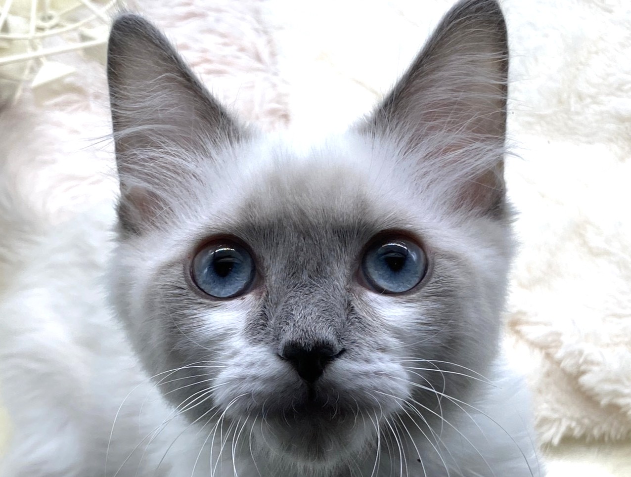 静岡県のラグドール (ペッツワン藤枝店/2025年11月3日生まれ/男の子/その他色)の子猫の2枚目の画像