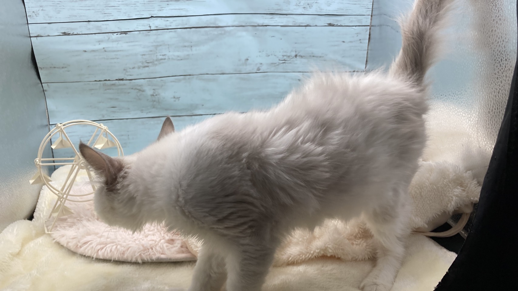 静岡県のラグドール (ペッツワン藤枝店/2025年11月3日生まれ/男の子/その他色)の子猫の3枚目の画像