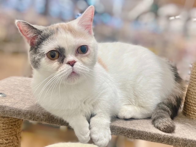 福島県のミヌエット (ペッツワン郡山富田店/2025年4月10日生まれ/女の子/ダイリュートキャリコ)の子猫