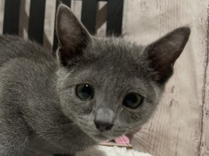 埼玉県のロシアンブルー (ペッツワン羽生店/2025年11月20日生まれ/男の子/ブルー)の子猫の1枚目の画像