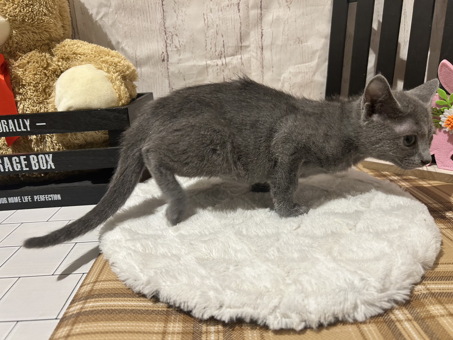 埼玉県のロシアンブルー (ペッツワン羽生店/2025年11月20日生まれ/男の子/ブルー)の子猫の2枚目の画像