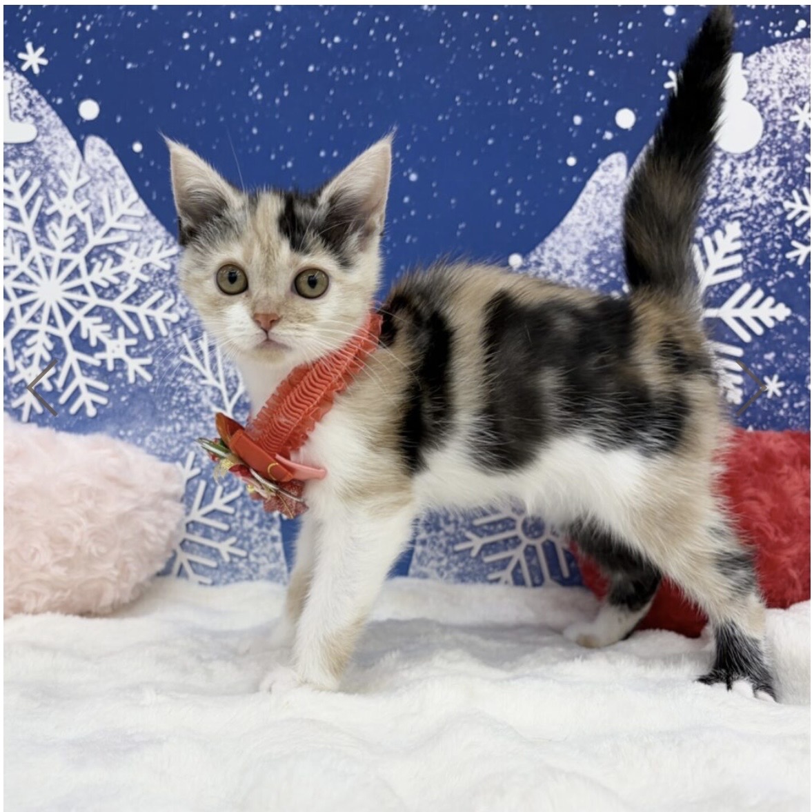 兵庫県のアメリカンショートヘアー (ペッツワン神戸深江浜店/2025年11月7日生まれ/女の子/シルバーパッチドタビーホワイト)の子猫の2枚目の画像