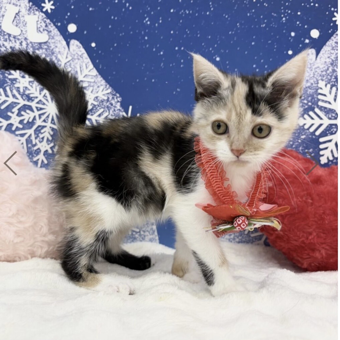 兵庫県のアメリカンショートヘアー (ペッツワン神戸深江浜店/2025年11月7日生まれ/女の子/シルバーパッチドタビーホワイト)の子猫の3枚目の画像
