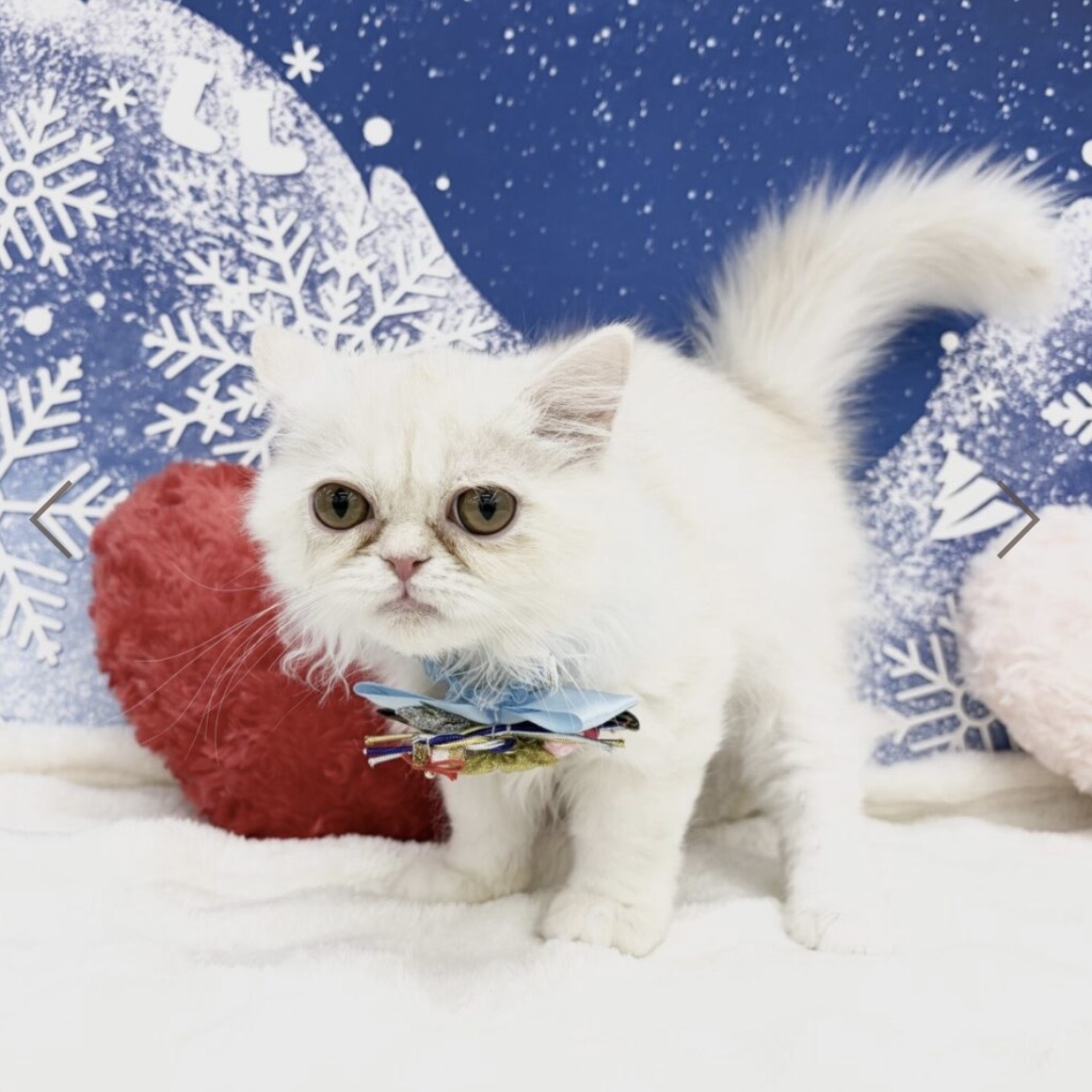 兵庫県のペルシャ (ペッツワン神戸深江浜店/2025年10月22日生まれ/男の子/クリーム)の子猫の2枚目の画像