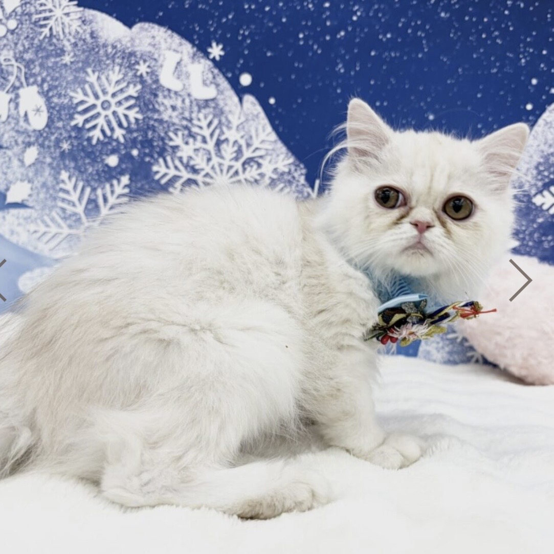 兵庫県のペルシャ (ペッツワン神戸深江浜店/2025年10月22日生まれ/男の子/クリーム)の子猫の3枚目の画像