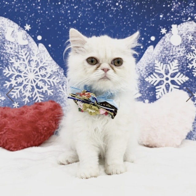 ネコ - 神戸深江浜店 | ペッツワン