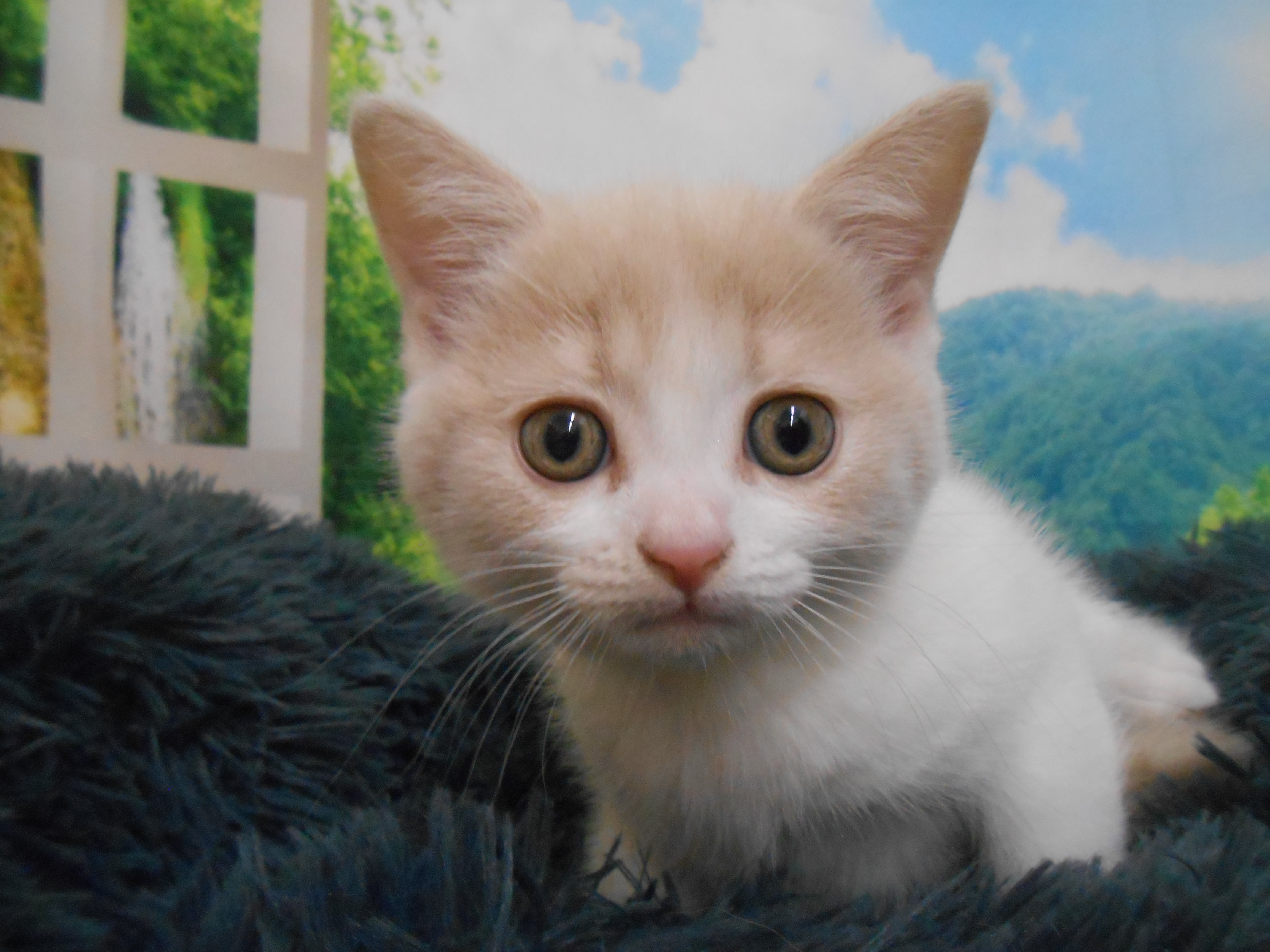 愛知県のマンチカン (ペッツワン半田店/2025年12月10日生まれ/女の子/クリームタビーホワイト)の子猫