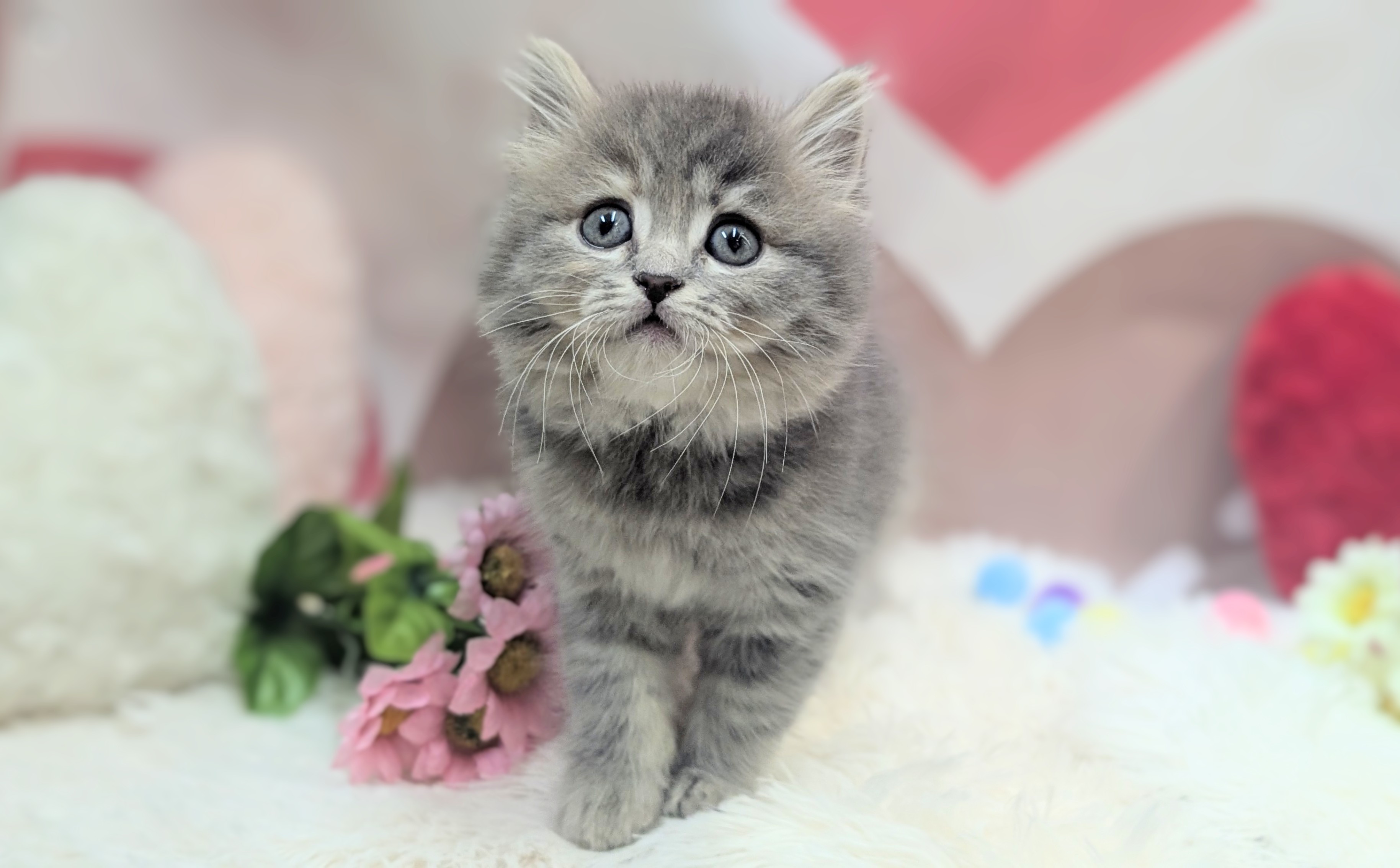 兵庫県のマンチカン (ペッツワン神戸西神南店/2025年12月11日生まれ/女の子/ブルータビー)の子猫