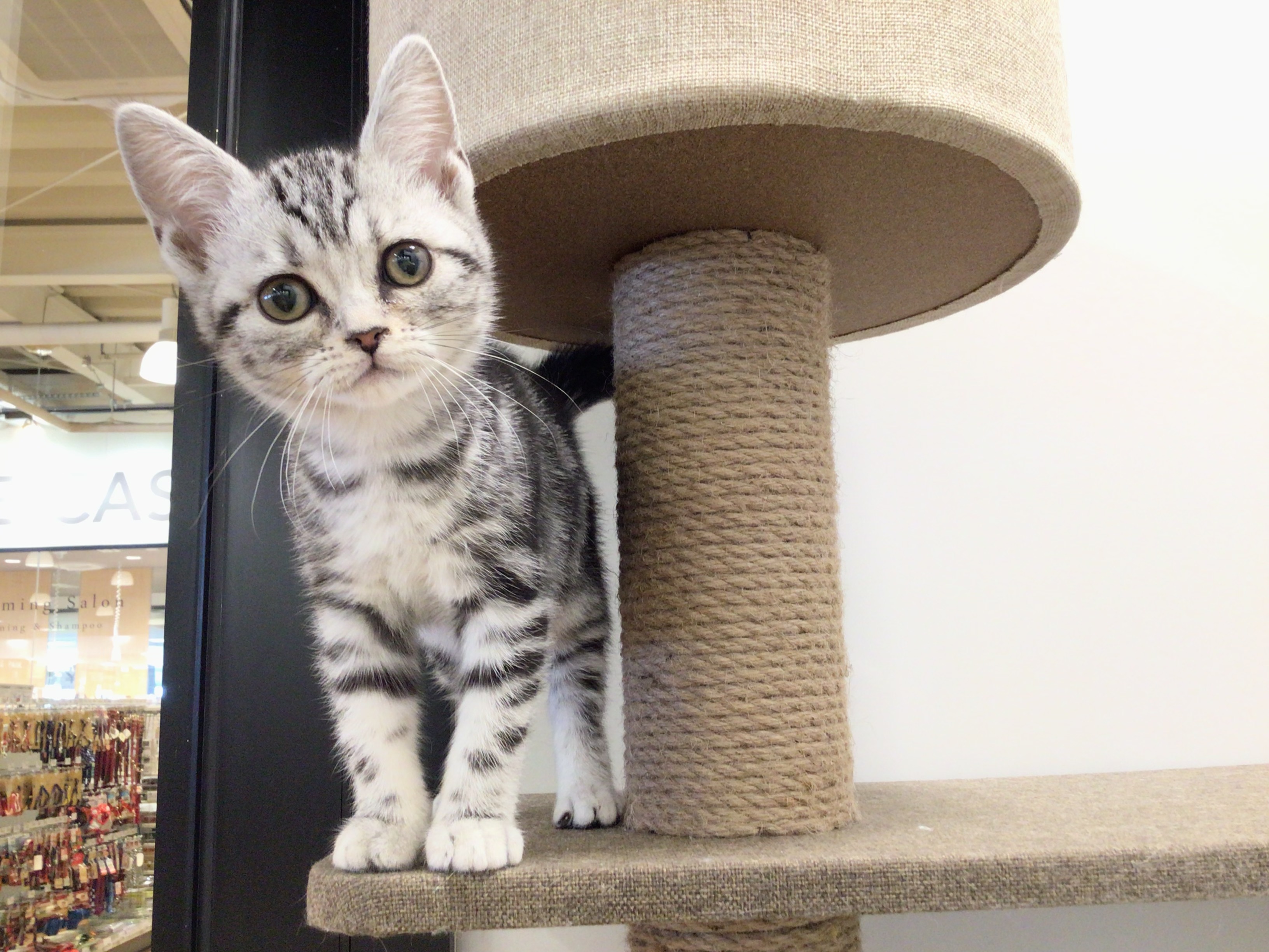 茨城県のアメリカンショートヘアー (ペッツワン高萩店/2025年11月4日生まれ/女の子/シルバータビー)の子猫