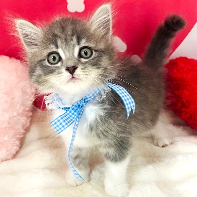 兵庫県のマンチカン (ペッツワン神戸深江浜店/2025年12月11日生まれ/男の子/ブルータビーホワイト)の子猫