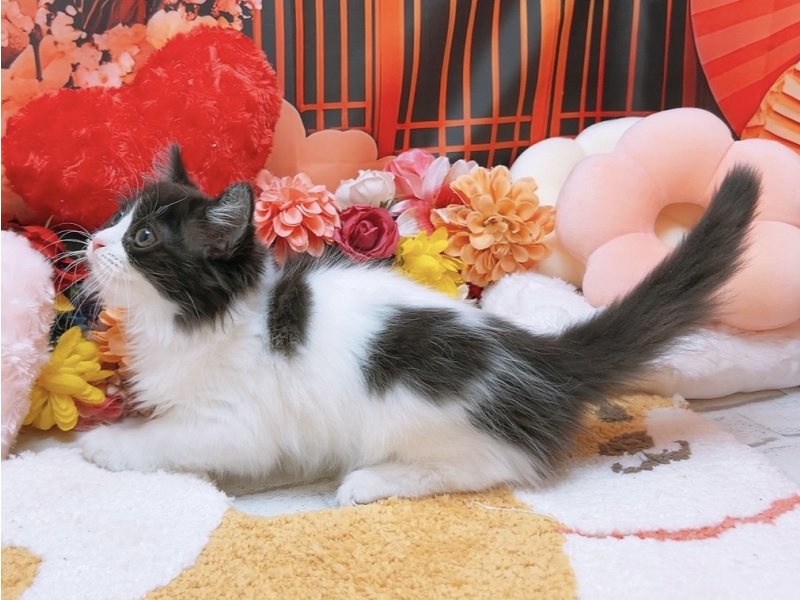 愛知県のサイベリアン (ペッツワン豊田四郷店/2025年11月18日生まれ/男の子/ブラックホワイト)の子猫の3枚目の画像