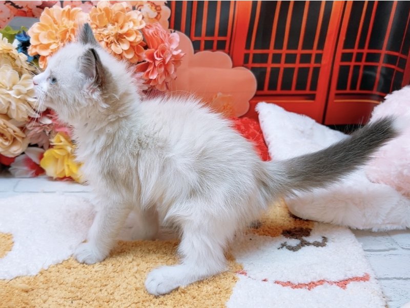 愛知県のラグドール (ペッツワン豊田四郷店/2025年12月13日生まれ/女の子/シールポイントバイカラー)の子猫の3枚目の画像