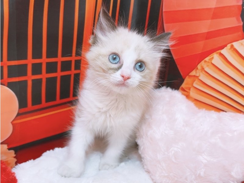 愛知県のラグドール (ペッツワン豊田四郷店/2025年12月13日生まれ/女の子/シールポイントバイカラー)の子猫の2枚目の画像