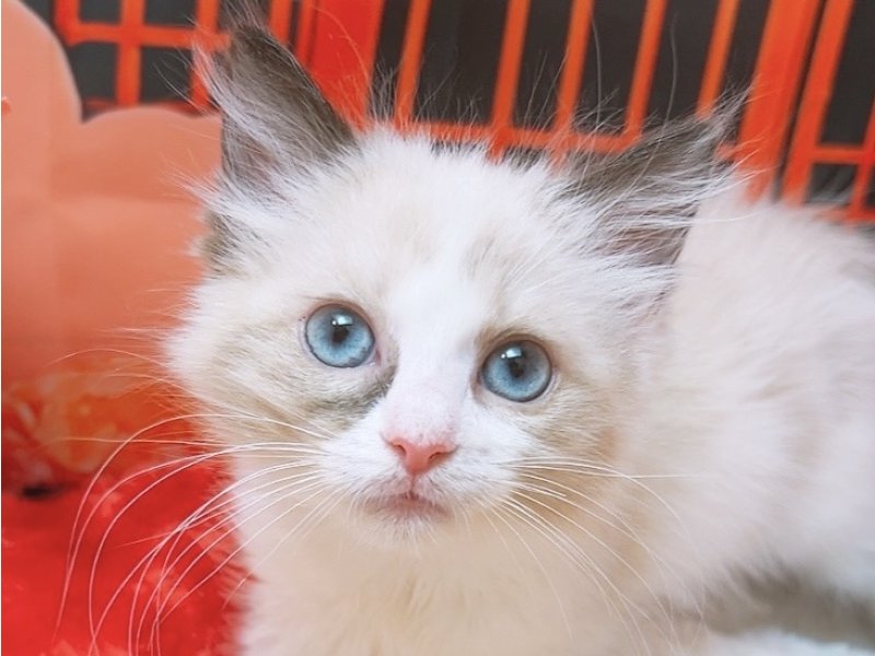 愛知県のラグドール (ペッツワン豊田四郷店/2025年12月13日生まれ/女の子/シールポイントバイカラー)の子猫の1枚目の画像
