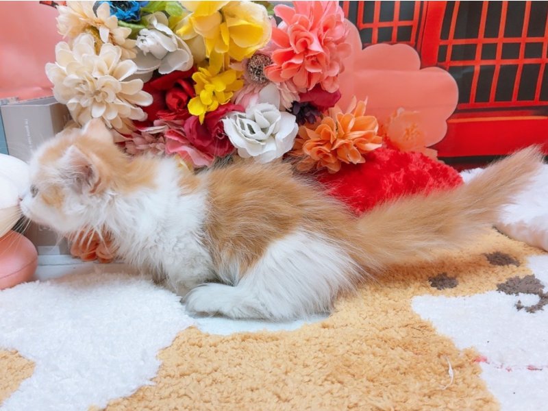 愛知県のマンチカン (ペッツワン豊田四郷店/2025年11月27日生まれ/男の子/レッドタビーホワイト)の子猫の3枚目の画像